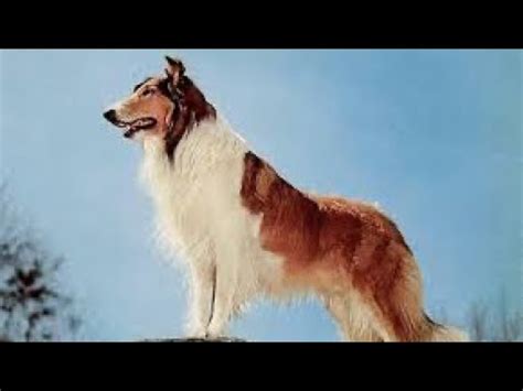 Lassie, la star canine qui défie le destin avec des larmes et des aboiements déchirants !